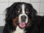 Max,berner sennen,10jr,heeft spondylosis en een zwakke achterhand. Acupunctuur 1x per maand helpt hem enorm.